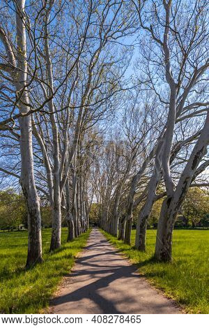Plane alley in the castle park in Straznice, Southern Moravia, Czech Republic