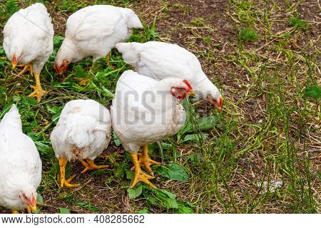 Broiler Chickens In The Village Courtyard Raising Chickens. Large Broiler Chickens Feed On Green Gra