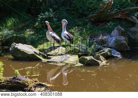 A Large Black And White Bird With A Large Beak The Australian Pelican - Pelecanus Conspicillatus - S