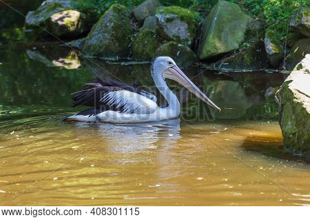 A Large Black And White Bird With A Large Beak The Australian Pelican - Pelecanus Conspicillatus - S