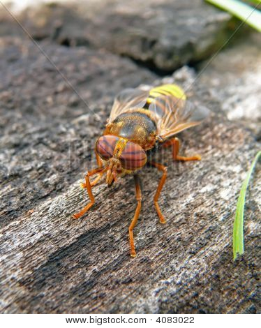 Tabanus 비행