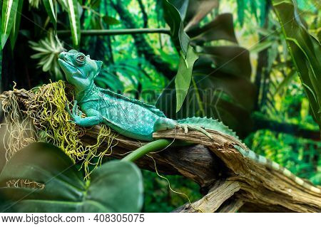 Close-up Shot Of A Turquoise Iguana Sitting On A Branch With A Blurry Background