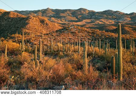 Desert landscape in late afternoon sunlight in Saguaro National Park East District, Arizona