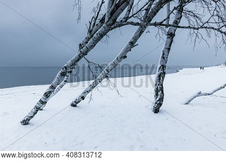 Birch Trees On A Snow-covered Beach. Breakwater And Two Small Lighthouses In The Background. Winter 