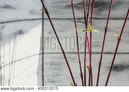 Forcing Leaves And Flowers From Cut Branches Of Bushes And Trees. Step By Step Instructions.