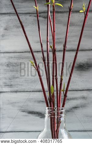 Forcing Leaves And Flowers From Cut Branches Of Bushes And Trees. Step By Step Instructions.
