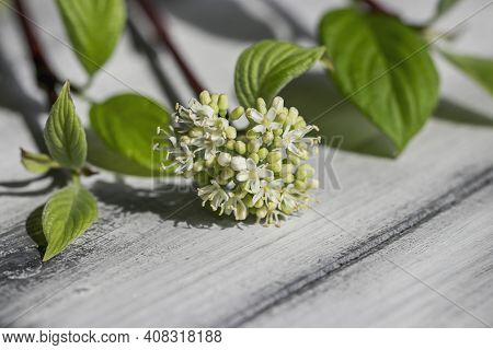 Young Flower Bud In Spring With White Tender Flowers On A Bright Red Branch.