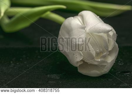 White Satin Tulip With Bright Green Leaves Against A Dark Background With Artificial Lighting In The
