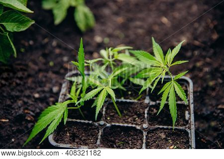 Plant Transplant Farmer, Hemp Cannabis Sprout Is Transplanted From Pot Into Greenhouse