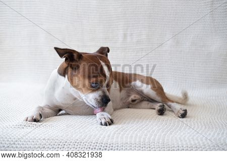 Small Chihuahua Dog Looking At Camera And Licking His Paw.