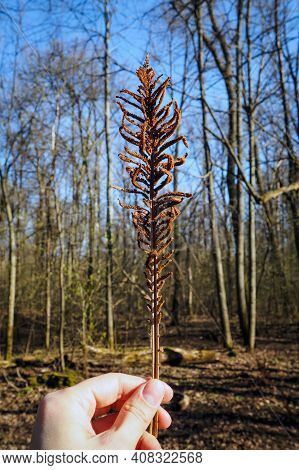 Dry Brown Fern Leaf In Female Hand On Spring Sunny Day Against Blurred Background Of Forest And Blue