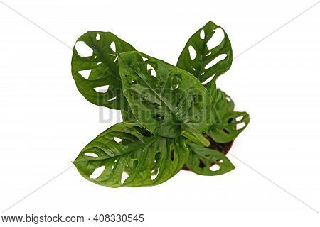 Top View Of Tropical Huseplant With Botanic Name 'monstera Adansonii' With Leaves With Holes Isolate