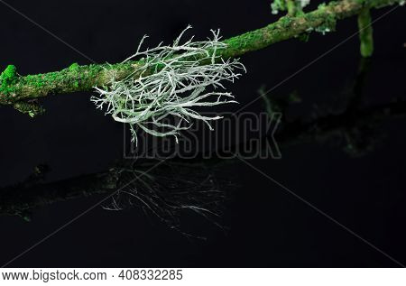 Moss On A Branch Black Background Close Up.macro