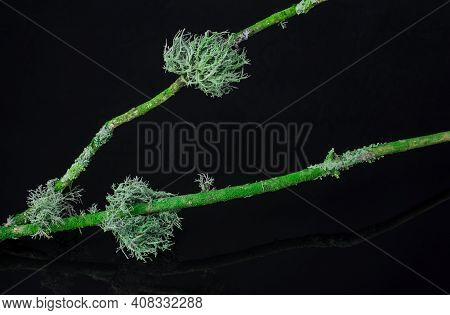 Moss On A Branch Black Background Close Up.macro
