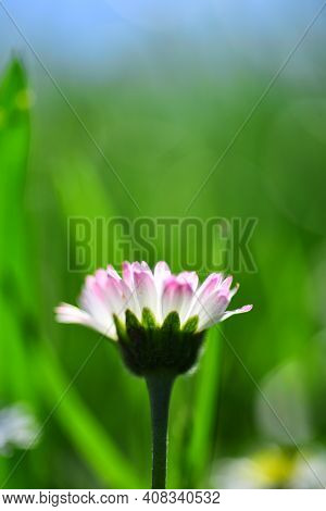 Closeup Of Spring Wildflowers. Springtide Flower Closeup. Springtime. White Flowers Of Camomile