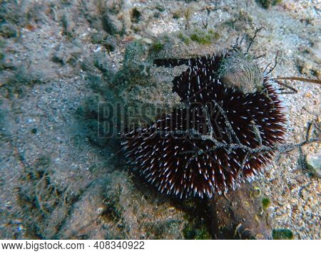 Purple Sea Urchin Is On The Bottom Of The Sea