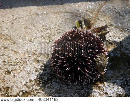 Purple Sea Urchin Is On The Rock In The Beach