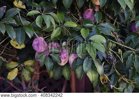 Japanese Staunton Vine Stauntonia Hexaphilla Flowers And Fruits. Ladizabalaceae Evergreen Vine.