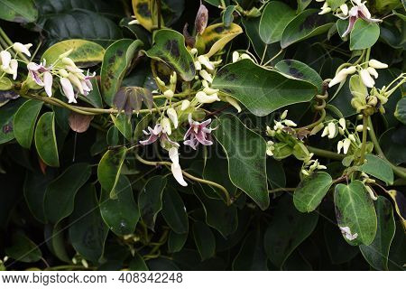 Japanese Staunton Vine Stauntonia Hexaphilla Flowers And Fruits. Ladizabalaceae Evergreen Vine.