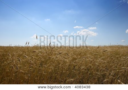 Grainfield