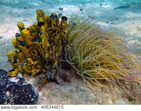 Mediterranean Snakelocks Sea Anemone On The Bottomo Of The Sea