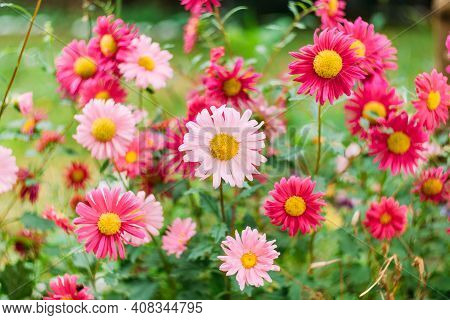 Bright Autumn Background Of Garden Flowers - Close-up Of Pink Chrysanthemums With Yellow Heart And B