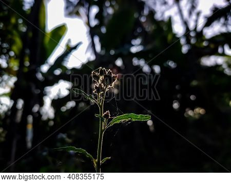 Ageratum Conyzoides Is Native To Tropical America, Especially Brazil, And Considered An Invasive Wee