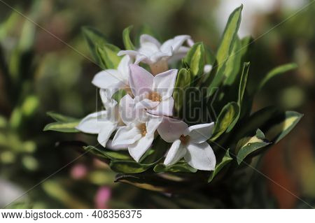 Closeup Of Pink Flowers On A Daphne Shrub