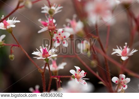 Blooming Flowers Of Saxifrage Umbrosa In The Summer Garden Close-up