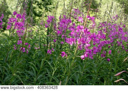 Blooming Fireweed Known As Blooming Sally In A Summer Meadow