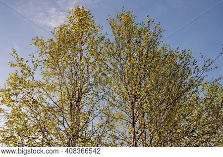 Branch Of Birch With Light Green Leaves On The Background With Tender Blue Sky. Bottom View. Season 
