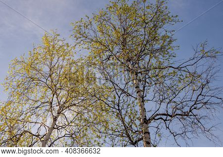 Branch Of Birch With Light Green Leaves On The Background With Tender Blue Sky. Bottom View. Season 