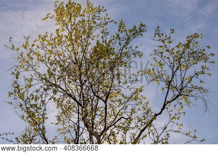 Branch Of Birch With Light Green Leaves On The Background With Tender Blue Sky. Bottom View. Season 