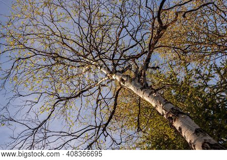 Branch Of Birch With Light Green Leaves On The Background With Tender Blue Sky. Bottom View. Season 