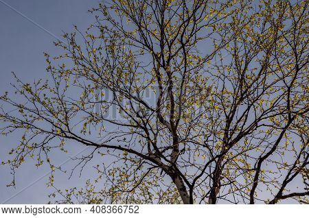 Branch Of Birch With Light Green Leaves On The Background With Tender Blue Sky. Bottom View. Season 