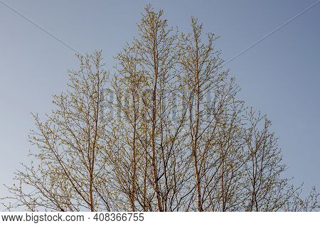 Branch Of Birch With Light Green Leaves On The Background With Tender Blue Sky. Bottom View. Season 