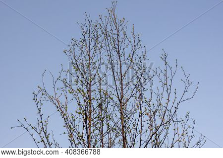 Branch Of Birch With Light Green Leaves On The Background With Tender Blue Sky. Bottom View. Season 