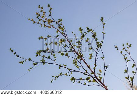 Branch Of Birch With Light Green Leaves On The Background With Tender Blue Sky. Bottom View. Season 