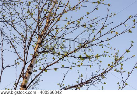Branch Of Birch With Light Green Leaves On The Background With Tender Blue Sky. Bottom View. Season 