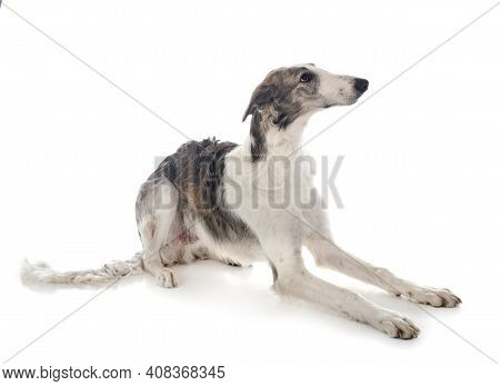 Young Borzoi In Front Of White Background