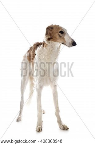 Young Borzoi In Front Of White Background