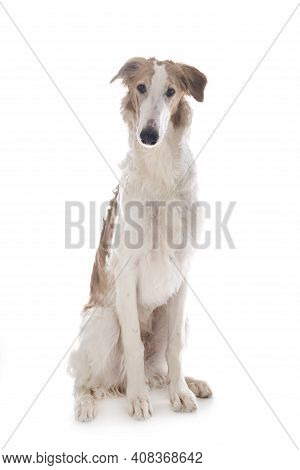Young Borzoi In Front Of White Background