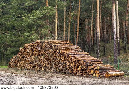 Logging, Deforestation Of The Planet. Stacked Logs. Background Of Stacked Pieces. Pino De Valsain In