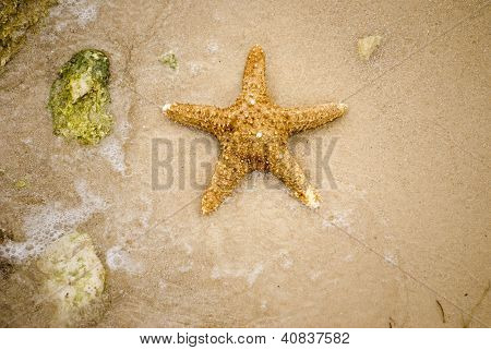 Shell Beach