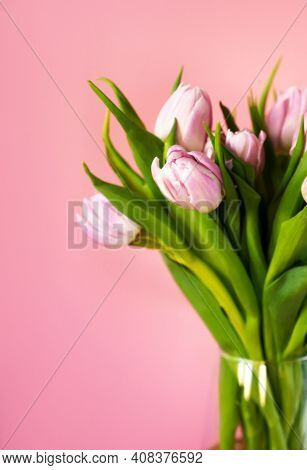 Close Up Of A Bunch Of Pink And White Tulips In A Vase Against Warm Pink Background With Copespace. 