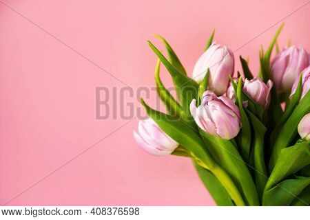 Close Up Of A Bunch Of Pink And White Tulips In A Vase Against Warm Pink Background With Copespace. 