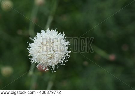 Giant Scabious Flower Close Up - Latin Name - Cephalaria Leucantha