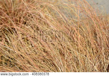 Bronze New Zealand Hair Sedge - Latin Name - Carex Comans Bronze Form