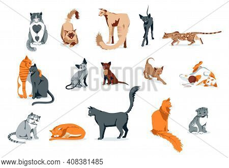 Cute Cats Pet Animals Set. Adorable Domestic Animals Of Different Breeds. Siamese, Oriental, Bengal,