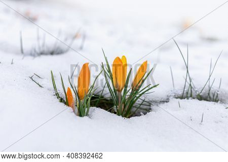 Crocusse Looking for Spring. Germany. Baden-Baden
